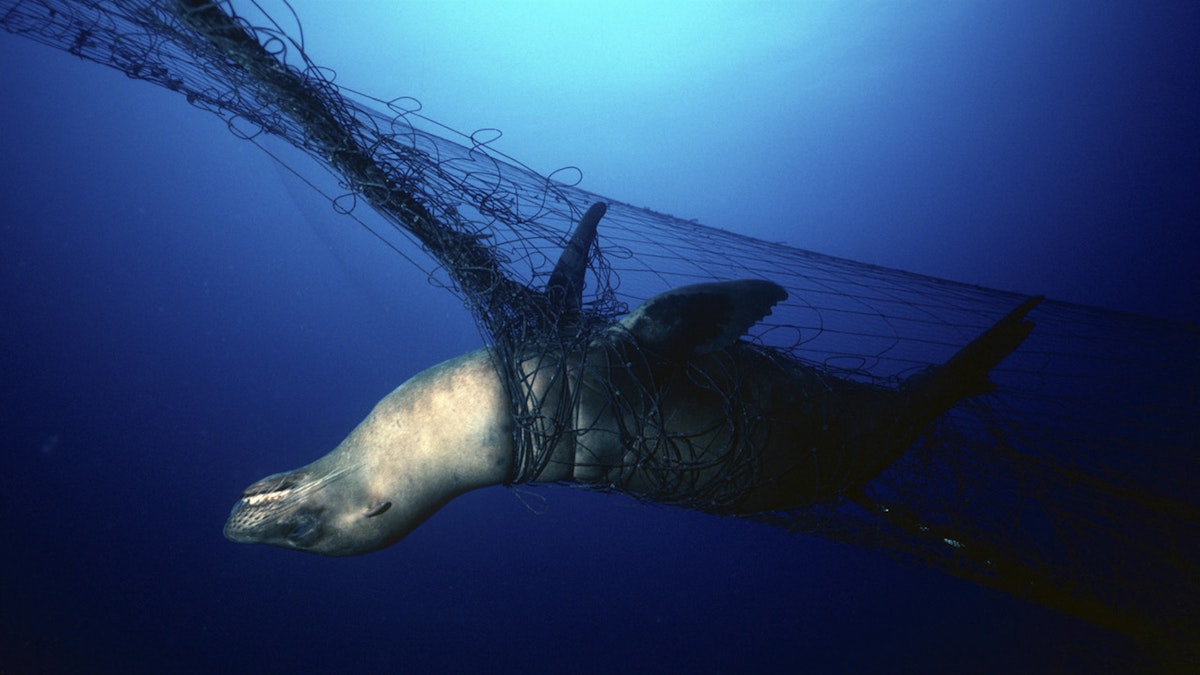 Stop the Deadly Use of Driftnets