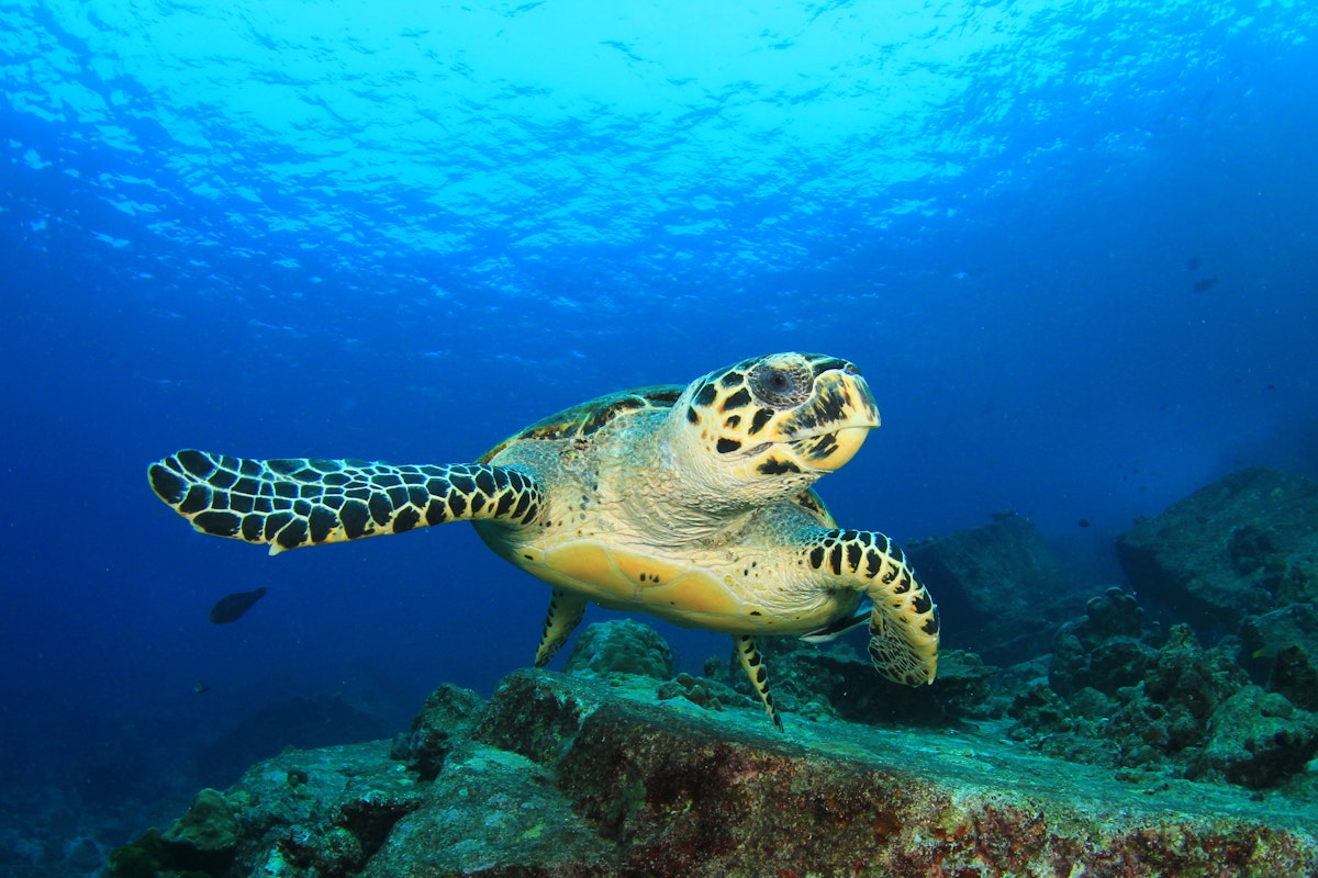 Panama announces major additions to marine protected areas