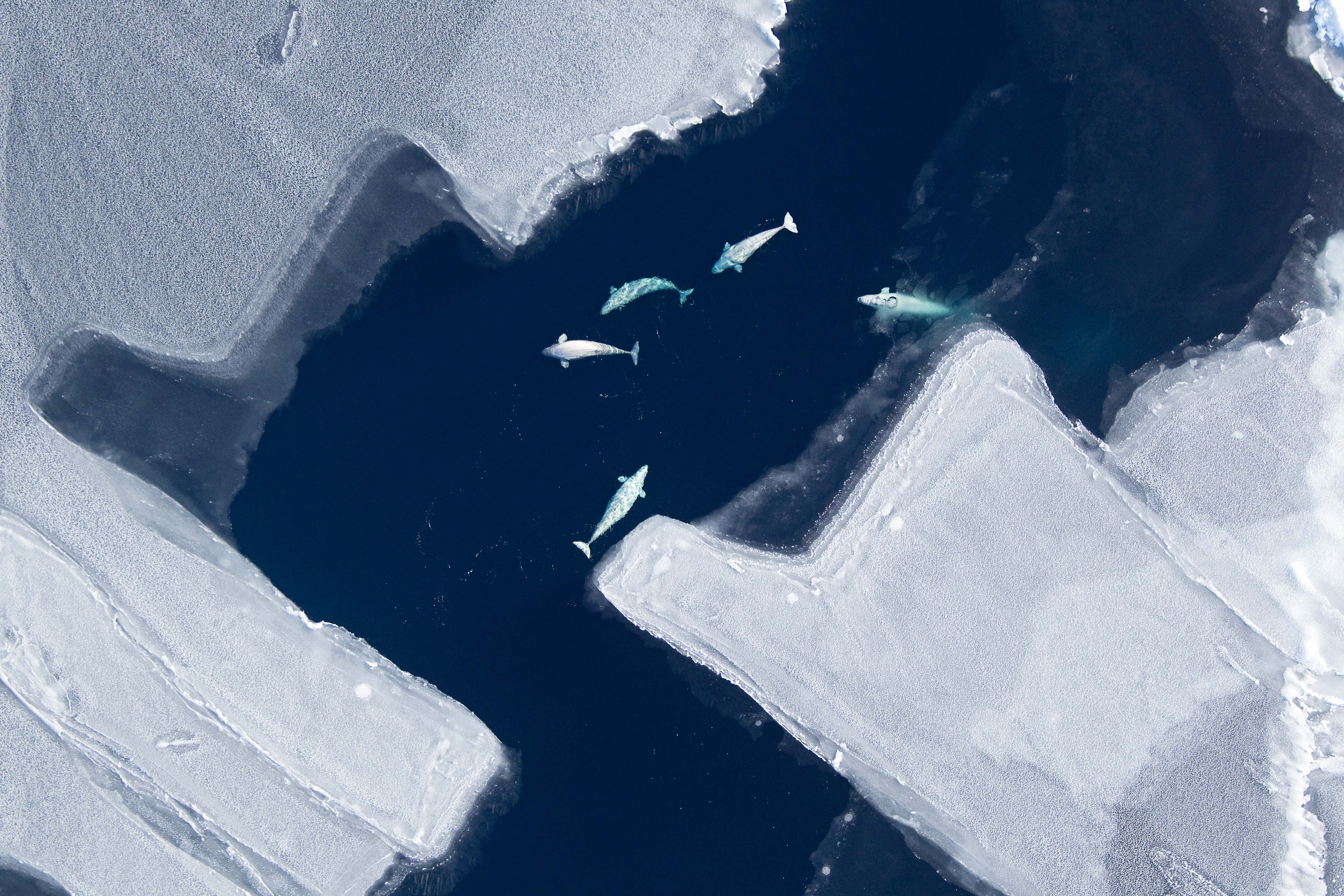 nmmlweb-belugawhale-lrg-15.jpg