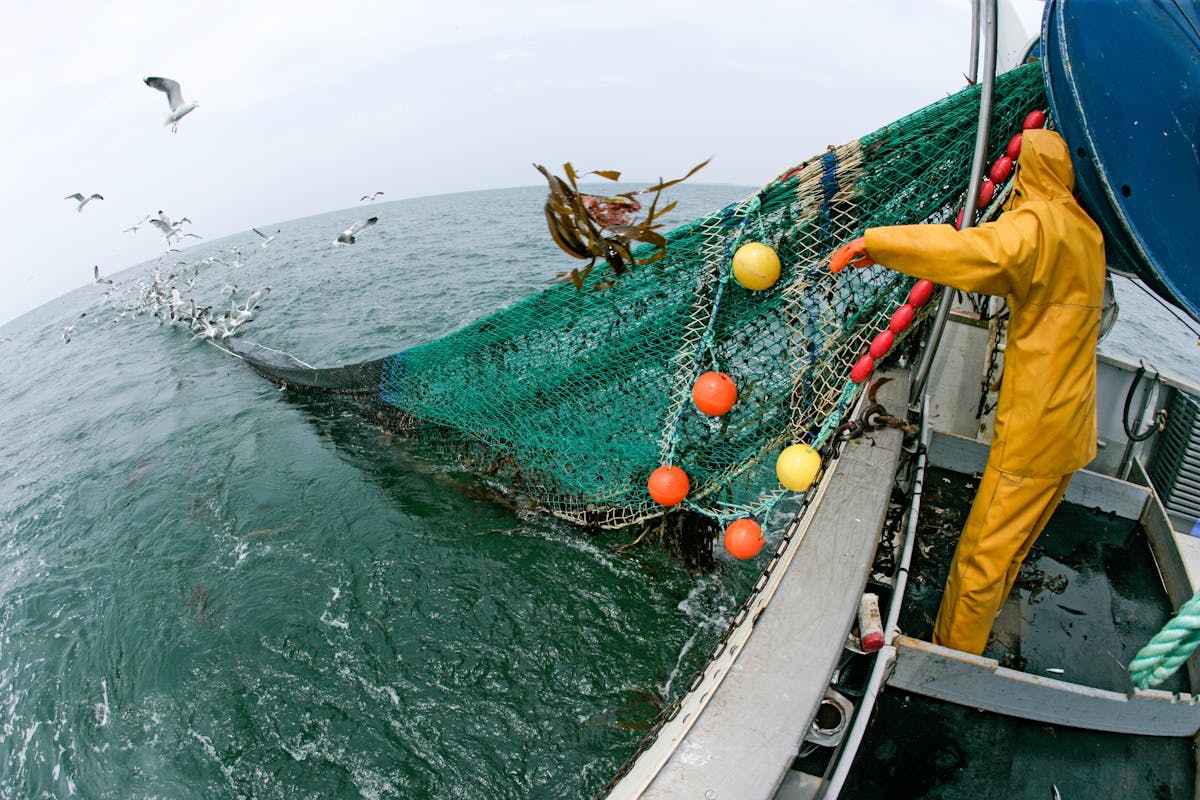 How is bottom trawling harming the economy?