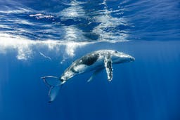 Only One - Help save the ocean and fix the climate