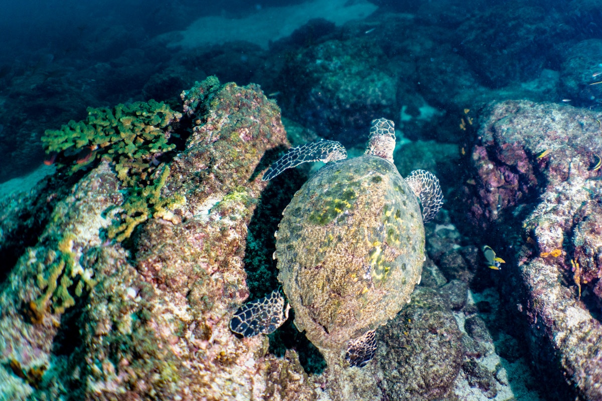 protecting-endangered-sea-turtles-in-panama